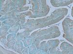 TNIK Antibody in Immunohistochemistry (Paraffin) (IHC (P))