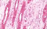 beta-3 Adrenergic Receptor Antibody in Immunohistochemistry (Paraffin) (IHC (P))