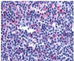 LTB4R2 Antibody in Immunohistochemistry (Paraffin) (IHC (P))