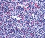 LTB4R2 Antibody in Immunohistochemistry (Paraffin) (IHC (P))