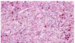 PTAFR Antibody in Immunohistochemistry (Paraffin) (IHC (P))