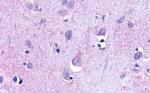 TAAR9 Antibody in Immunohistochemistry (Paraffin) (IHC (P))