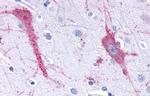 TAAR9 Antibody in Immunohistochemistry (Paraffin) (IHC (P))