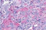 TAAR9 Antibody in Immunohistochemistry (Paraffin) (IHC (P))