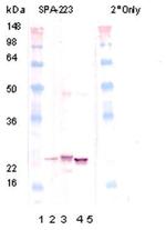 CRYAB Antibody in Western Blot (WB)