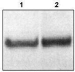 DAB1 Antibody in Western Blot (WB)