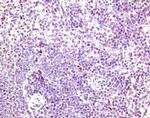 CCR7 Antibody in Immunohistochemistry (Paraffin) (IHC (P))