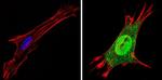 THRA Antibody in Immunocytochemistry (ICC/IF)