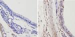 THRA Antibody in Immunohistochemistry (Paraffin) (IHC (P))