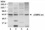 AMPK alpha-1 Antibody in Western Blot (WB)