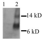 MCP-1 Antibody in Western Blot (WB)