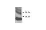 CXCL10 Antibody in Western Blot (WB)