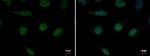 XPB Antibody in Immunocytochemistry (ICC/IF)