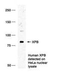 XPB Antibody in Western Blot (WB)