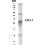 SFRP5 Antibody in Western Blot (WB)