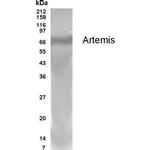 Artemis Antibody in Western Blot (WB)