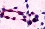 XPR1 Antibody in Immunocytochemistry (ICC/IF)