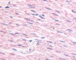 alpha-2c Adrenergic Receptor Antibody in Immunohistochemistry (Paraffin) (IHC (P))