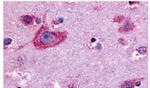 OPRD1 Antibody in Immunohistochemistry (Paraffin) (IHC (P))