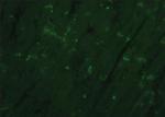 Connexin 43 Antibody in Immunohistochemistry (Paraffin) (IHC (P))