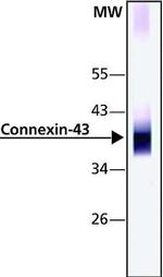 Connexin 43 Antibody in Western Blot (WB)