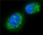 SIRT2 Antibody in Immunocytochemistry (ICC/IF)