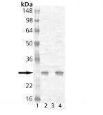 HSP25 Antibody in Western Blot (WB)