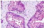 GPR27 Antibody in Immunohistochemistry (Paraffin) (IHC (P))