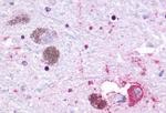 GPR27 Antibody in Immunohistochemistry (Paraffin) (IHC (P))