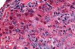 GPR27 Antibody in Immunohistochemistry (Paraffin) (IHC (P))