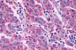 GPR27 Antibody in Immunohistochemistry (Paraffin) (IHC (P))