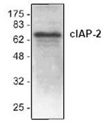 cIAP2 Antibody in Western Blot (WB)