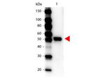 PRC1 Antibody in Western Blot (WB)