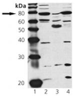 cGKI Antibody in Western Blot (WB)