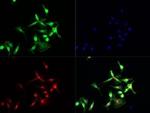 TLR7 Antibody in Immunocytochemistry (ICC/IF)