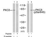 Phospho-PKC delta (Ser645) Antibody in Western Blot (WB)