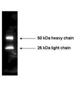 Mouse IgG (H+L) Secondary Antibody in Western Blot (WB)