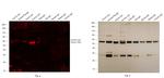 Donkey IgG (H+L) Secondary Antibody