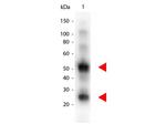 Goat IgG (H+L) Secondary Antibody in Western Blot (WB)