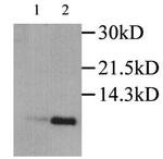 CCL3 Antibody in Western Blot (WB)