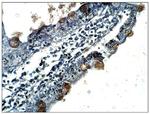 CXCR7 Antibody in Immunohistochemistry (Paraffin) (IHC (P))