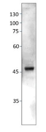 CXCR7 Antibody in Western Blot (WB)