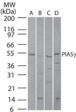 PIASy Antibody in Western Blot (WB)