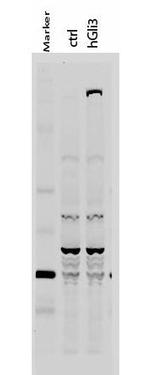 GLI3 Antibody in Western Blot (WB)