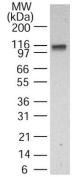 DNA Ligase I Antibody in Western Blot (WB)