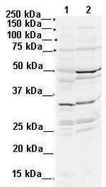 DLX2 Antibody in Western Blot (WB)