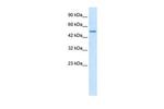 ZNF683 Antibody in Western Blot (WB)