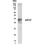 FZD1 Antibody in Western Blot (WB)