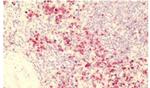 GPR84 Antibody in Immunohistochemistry (Paraffin) (IHC (P))