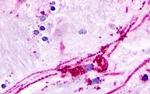 GPR84 Antibody in Immunohistochemistry (Paraffin) (IHC (P))